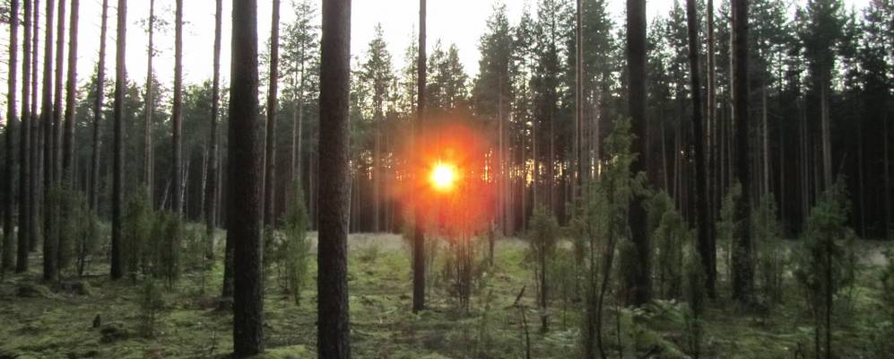 
            Фотография Новополья