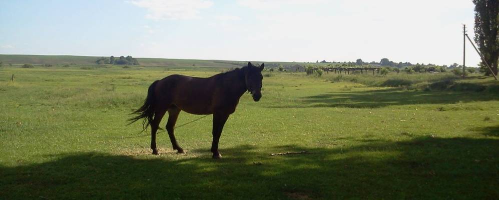 
            Фотография Цеперова