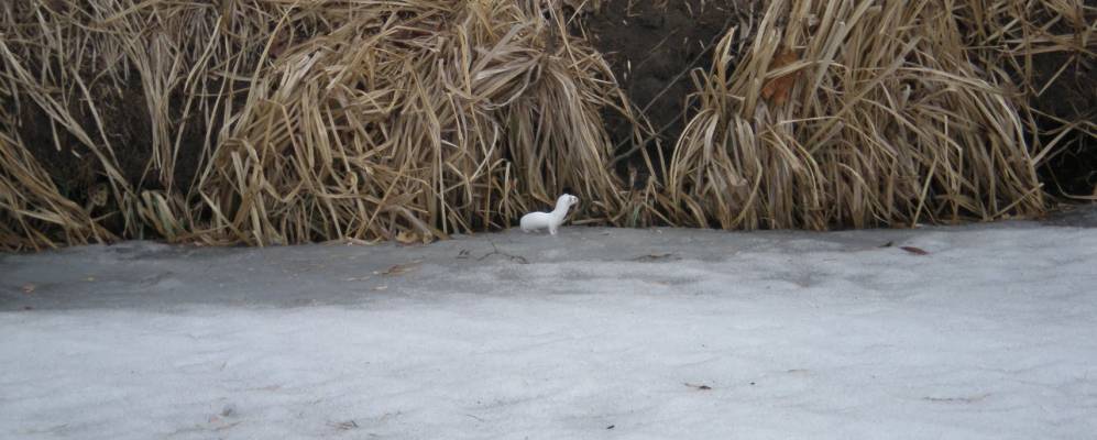 
            Фотография Кантемировки