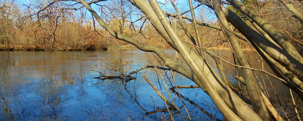 
            Фотография Рингвуда