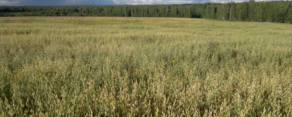 
            Фотография Дерново