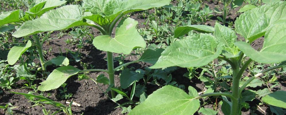 Фотография Александровки