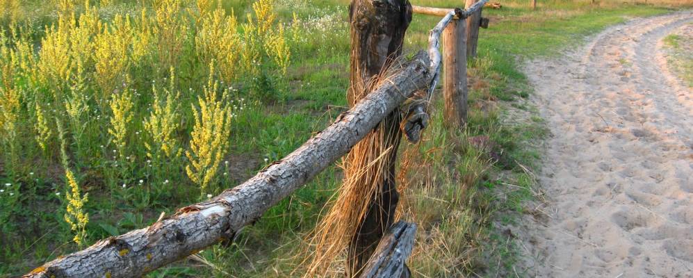 
            Фотография Хмеля