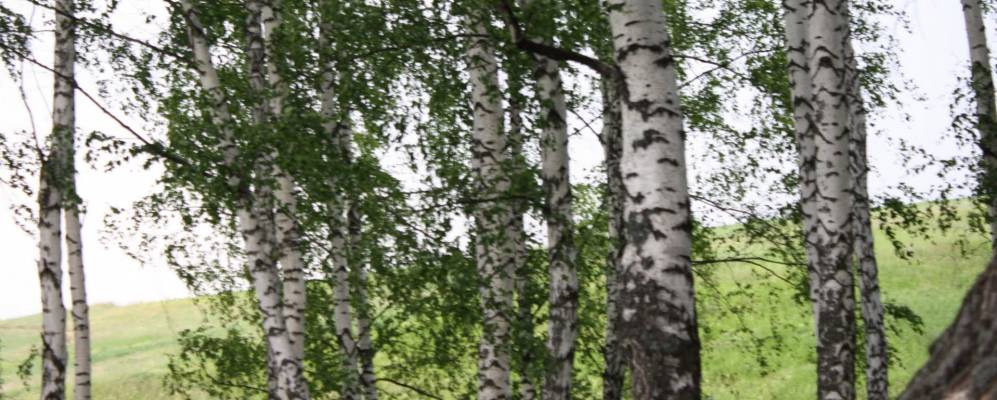 
            Фотография Паново