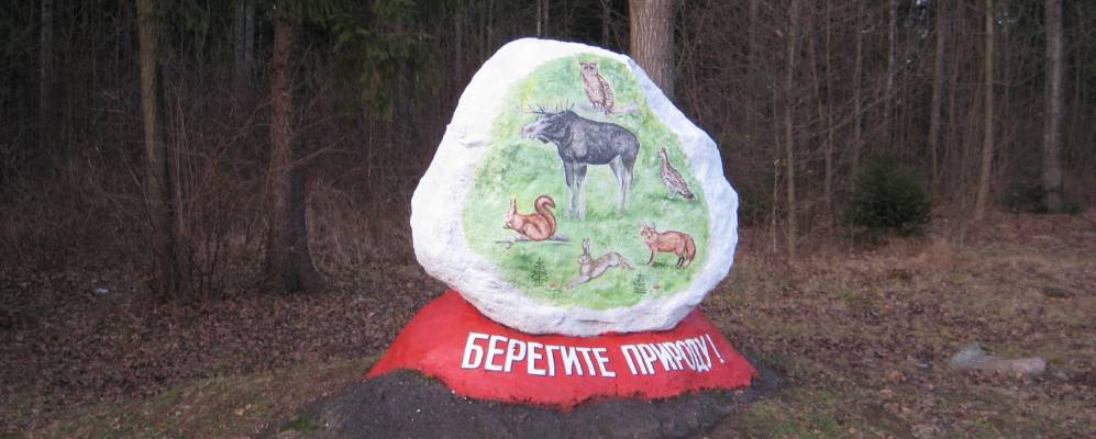 
            Фотография Берёзки