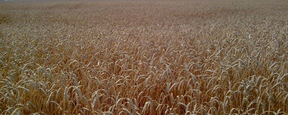 
            Фотография Сатино