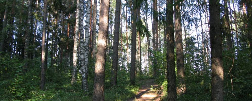 
            Фотография Березья