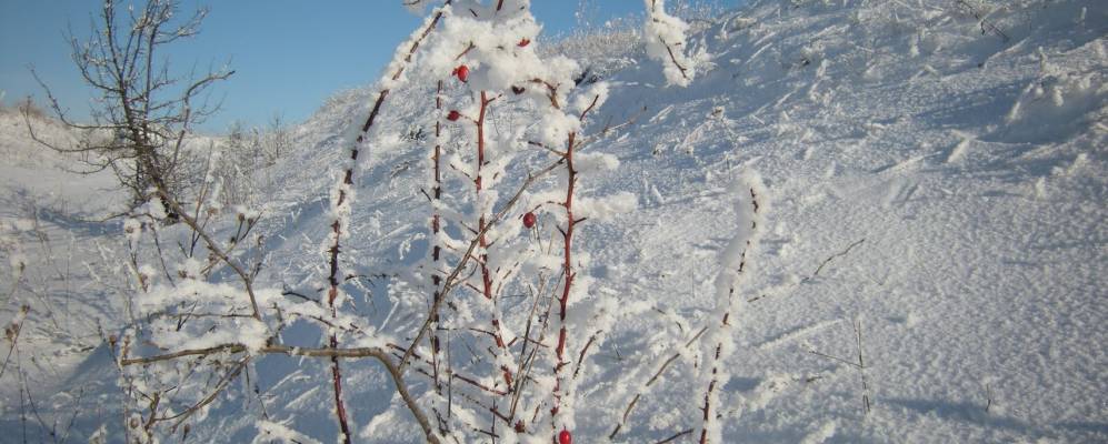 
            Фотография Зелëного