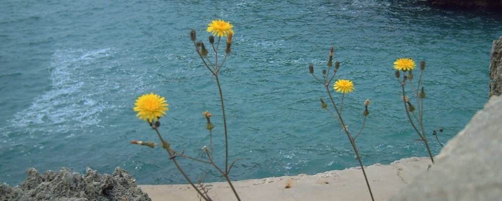 
            Фотография Кала-эн-Бланес