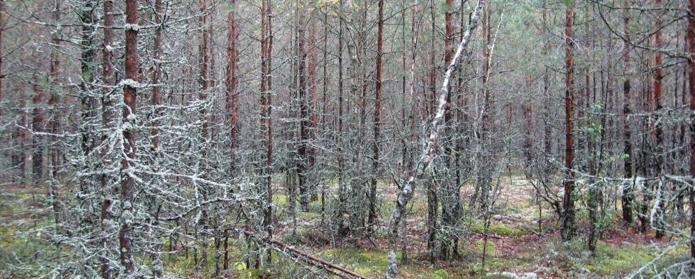 
            Фотография Рун