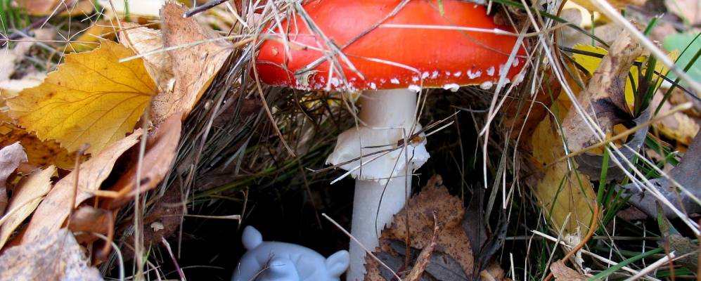 
            Фотография Бларикюм