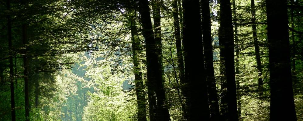 
            Фотография Пфина