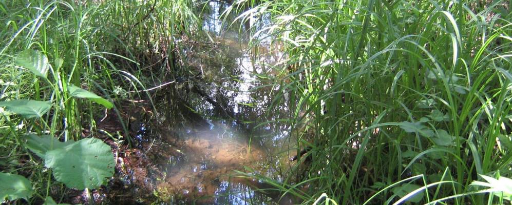 Фотография Громового