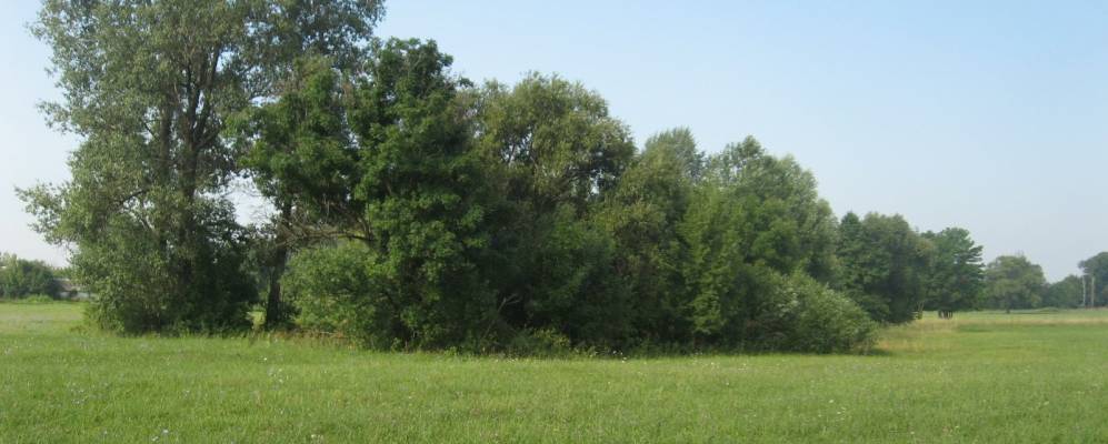 
            Фотография Белаши