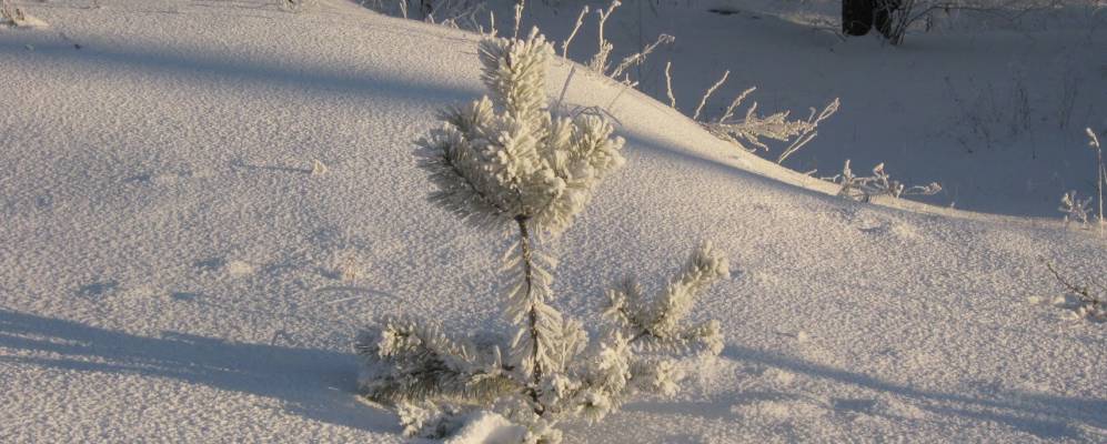 
            Фотография Ломовской