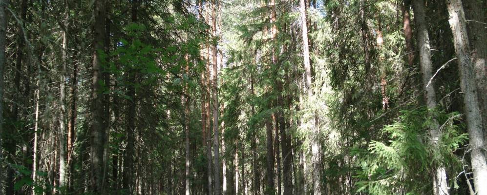 
            Фотография Афанасово