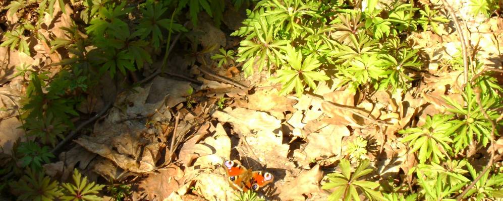 
            Фотография Надеждино