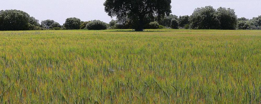 
            Фотография Ольмеда-де-лас-Фуэнтес