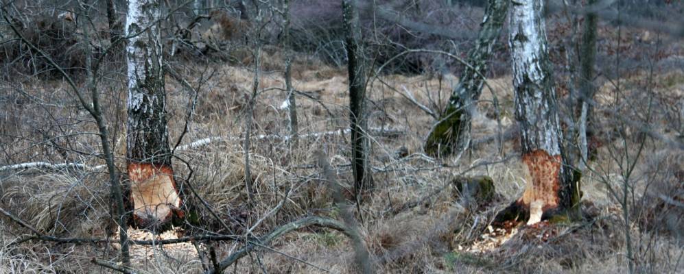 
            Фотография Осны