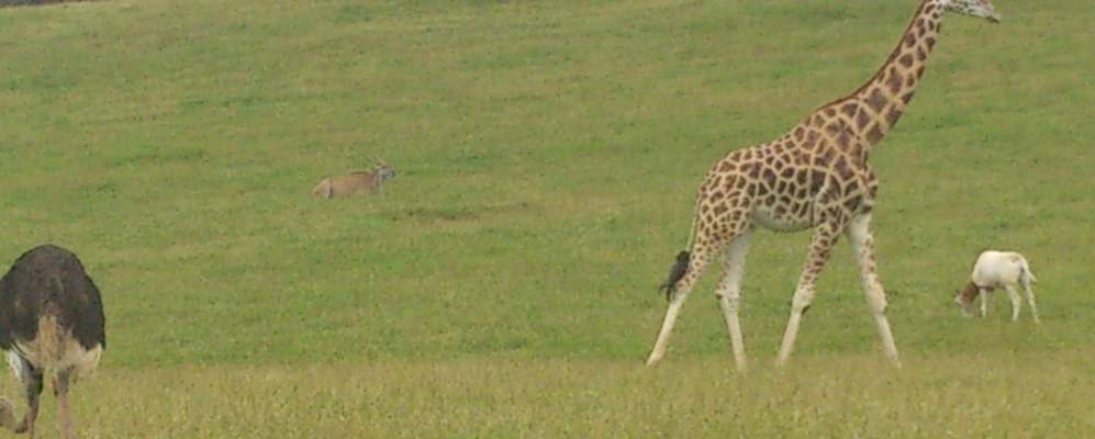 
            Фотография Пенагоса