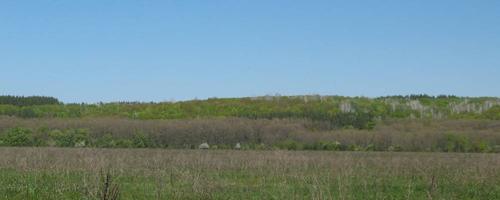 
            Фотография Мещерского