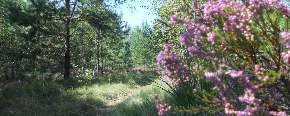 
            Фотография Полесья