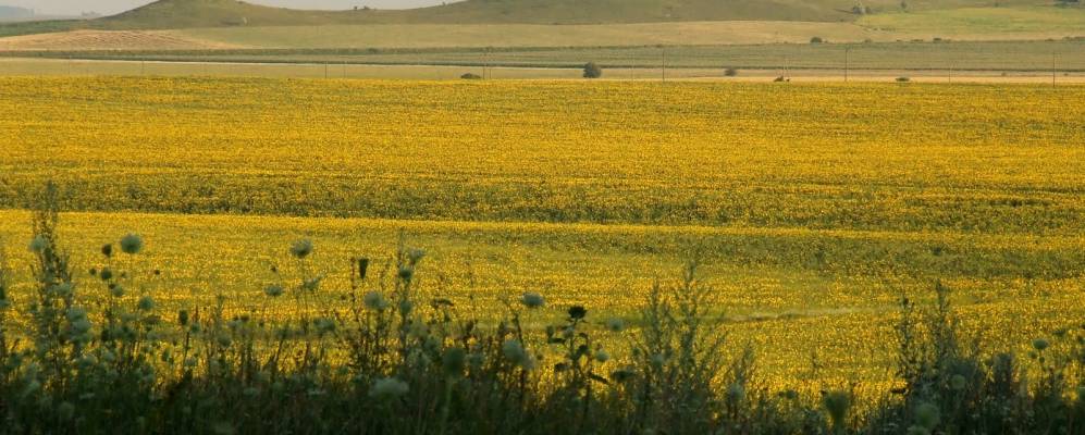 
            Фотография Великозалесья