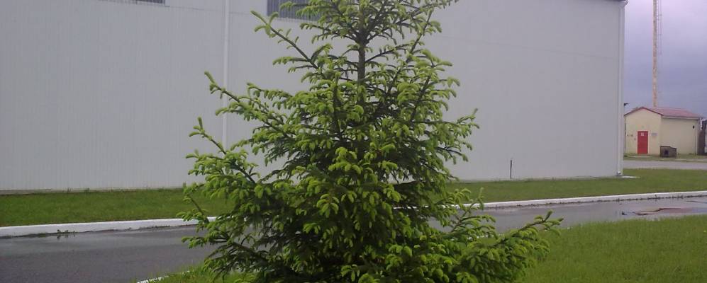 
            Фотография Бургино