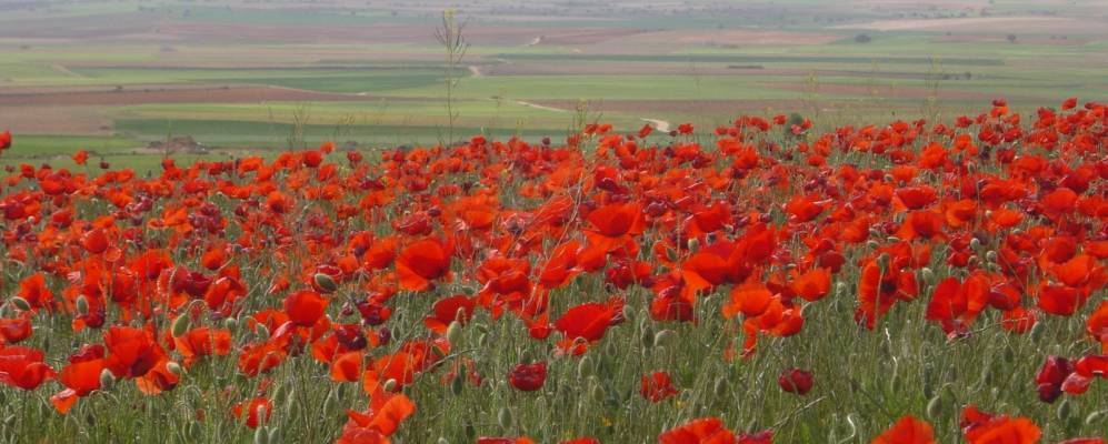 
            Фотография Ойя-Гонсало