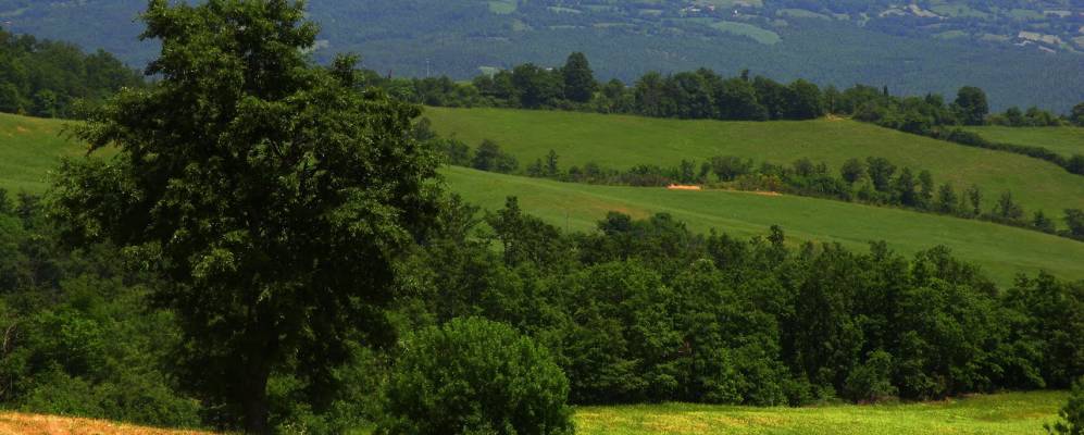 
            Фотография Петриччи