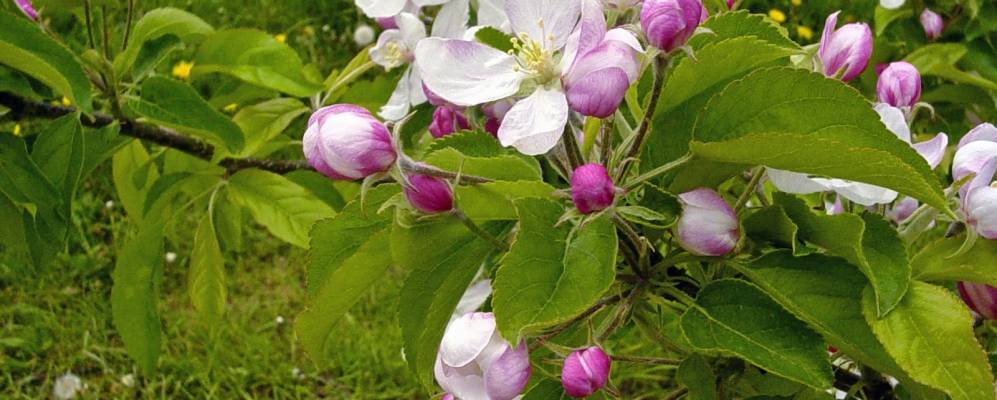 Фотография Фюсси