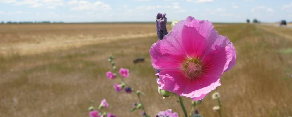
            Фотография Боевого