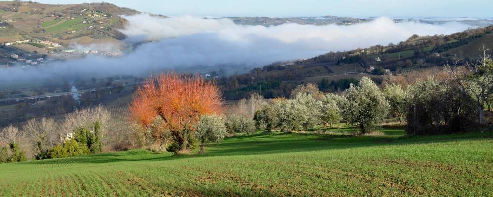 
            Фотография Майолати-Спонтини
