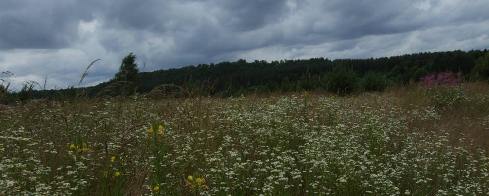 
            Фотография Франкополя