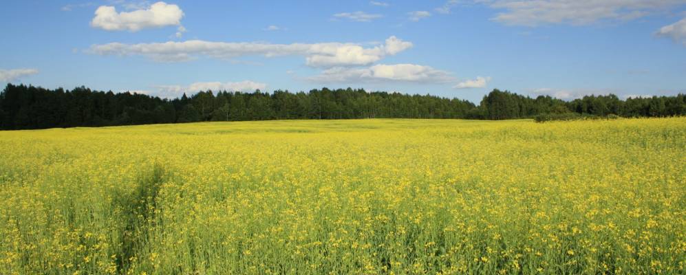 
            Фотография деревни Крутели