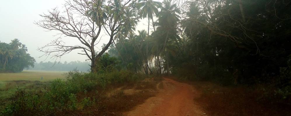 
            Фотография Сиолима