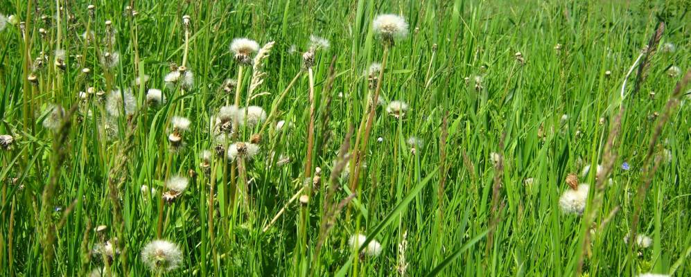 Фотография Пеньково