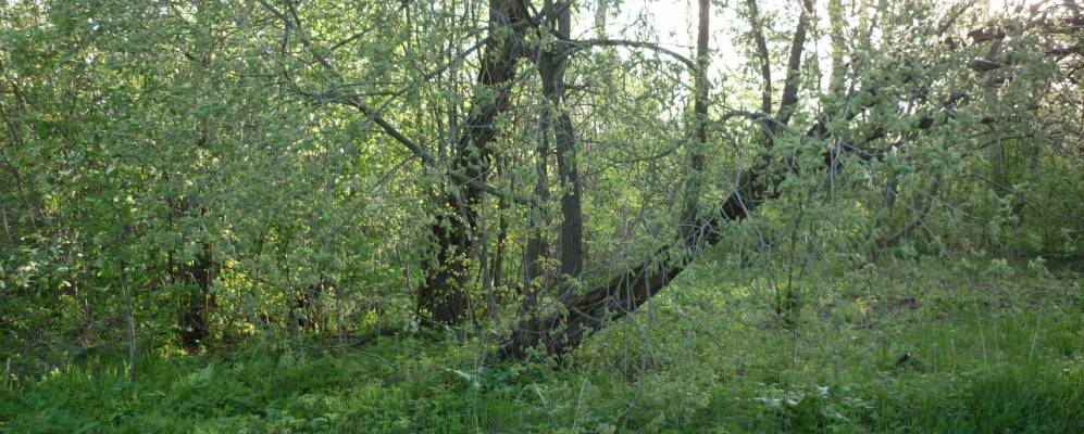 Фотография деревни Соловки