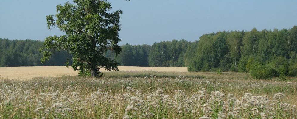 Фотография Большого Рогово