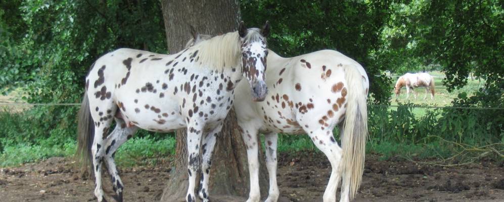 
            Фотография Сент-Антуан-дё-Брёйя