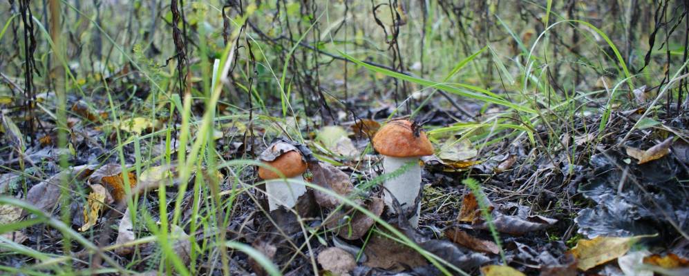 
            Фотография Митрокова