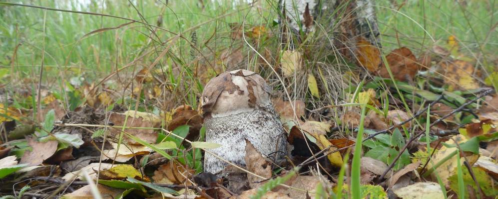 
            Фотография Арефино