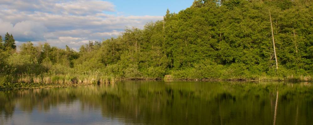 
            Фотография Линнвуда