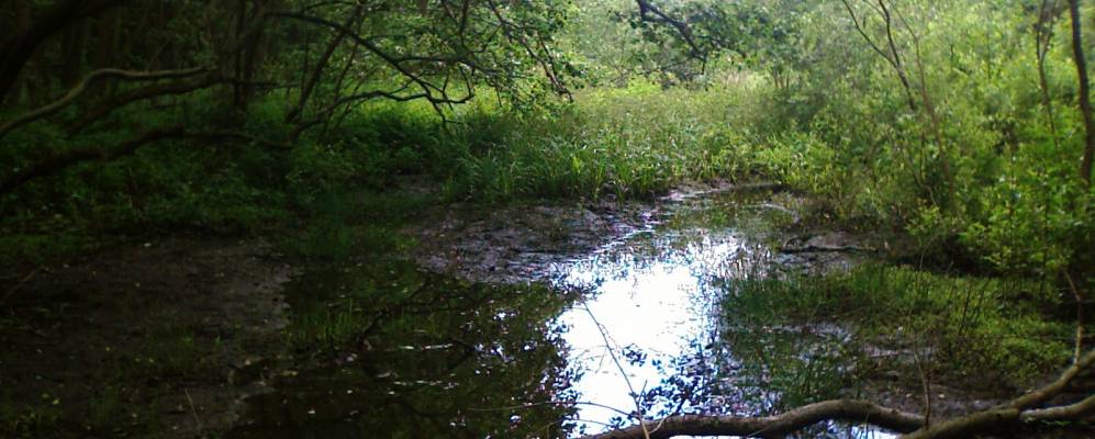 
            Фотография Починок