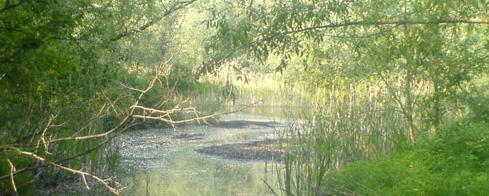 Фотография Гудо