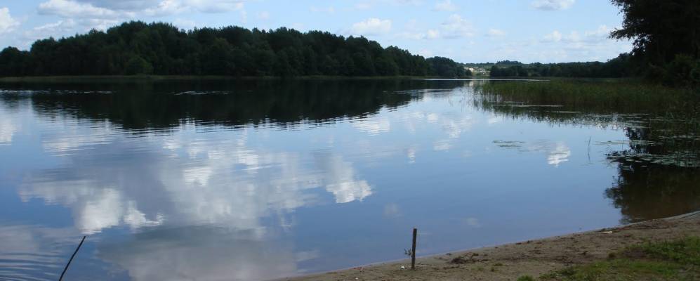 Фотография Пружинца