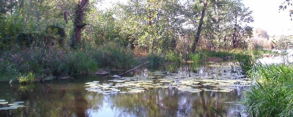 
            Фотография Лебяжьего