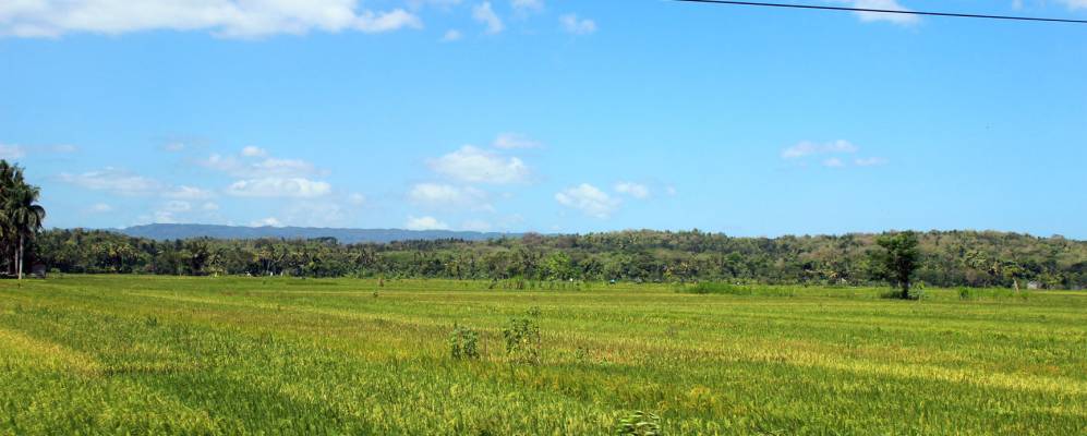 
            Фотография Пандака