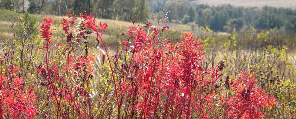 
            Фотография Новомачалеевки