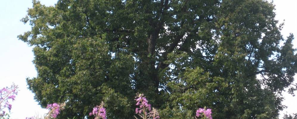 Фотография Белобородово